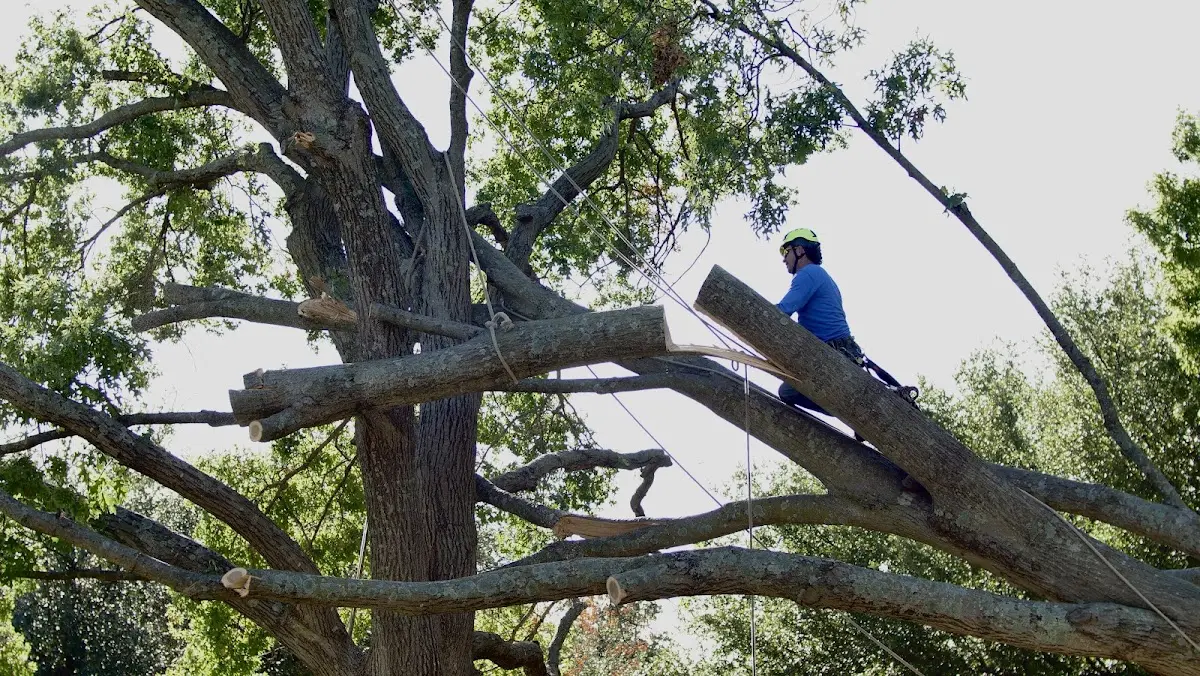 Professional Crown Thinning performed by certified arborists in Thorn Hill